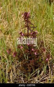 Attēlu rezultāti vaicājumam “Pedicularis palustris fruit”