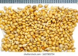 Attēlu rezultāti vaicājumam “Setaria viridis fruit”