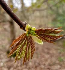 Attēlu rezultāti vaicājumam “Frangula alnus bud”