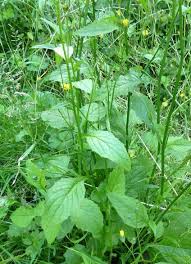 Attēlu rezultāti vaicājumam “Lapsana communis fruit”
