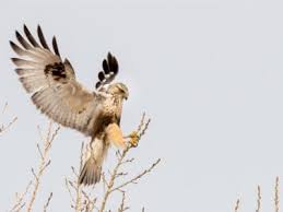 Attēlu rezultāti vaicājumam “Buteo lagopus adult”