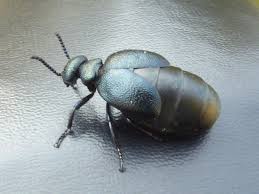 Attēlu rezultāti vaicājumam “Meloe sp. imago”