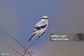 Attēlu rezultāti vaicājumam “Lanius excubitor adult”