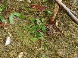 Attēlu rezultāti vaicājumam “Potamogeton gramineus”