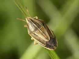 Attēlu rezultāti vaicājumam “Aelia acuminata”