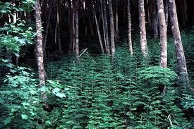 Attēlu rezultāti vaicājumam “Abies mariesii”