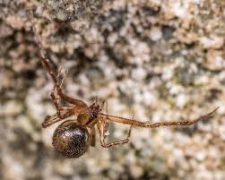 Attēlu rezultāti vaicājumam “Theridiidae”