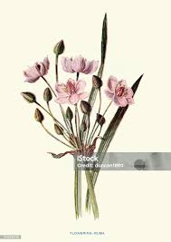 Attēlu rezultāti vaicājumam “Butomaceae”