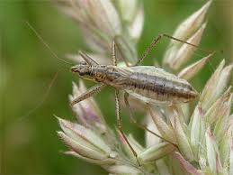 Attēlu rezultāti vaicājumam “Nabis limbatus”