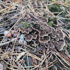 Attēlu rezultāti vaicājumam “Thelephora terrestris”