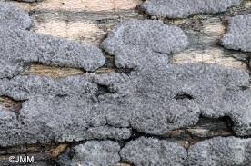 Attēlu rezultāti vaicājumam “Hypoxylon vogesiacum”