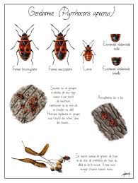 Attēlu rezultāti vaicājumam “Pyrrhocoris apterus”