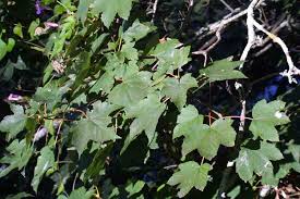 Attēlu rezultāti vaicājumam “Acer pseudoplatanus leaf”