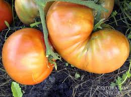 Afbeeldingsresultaat voor carbon tomato