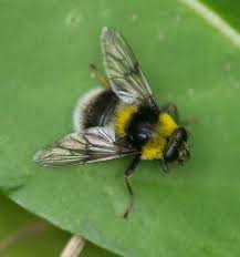 Attēlu rezultāti vaicājumam “Sericomyia sp.”