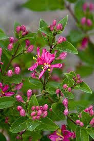 Attēlu rezultāti vaicājumam “Lonicera tatarica”