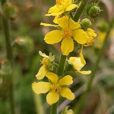 Image result for Agrimonia eupatoria