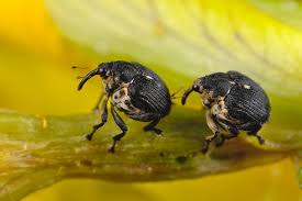 Attēlu rezultāti vaicājumam “Mononychus punctumalbum”