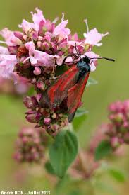 Attēlu rezultāti vaicājumam “Zygaena minos”