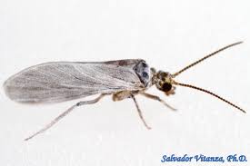 Attēlu rezultāti vaicājumam “Coniopterygidae”