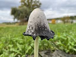 Image result for coprinus