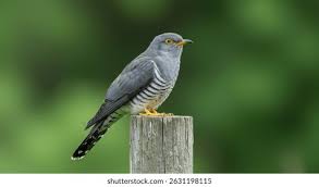 Attēlu rezultāti vaicājumam “Cuculus canorus”