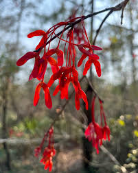 Attēlu rezultāti vaicājumam “Acer rufinerve fruit”