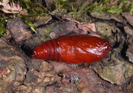 Attēlu rezultāti vaicājumam “Protodeltote pygarga”