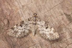 Attēlu rezultāti vaicājumam “Eupithecia tantillaria”