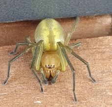 Attēlu rezultāti vaicājumam “Cheiracanthium sp.”