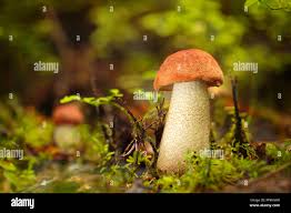 Attēlu rezultāti vaicājumam “Leccinum vulpinum”