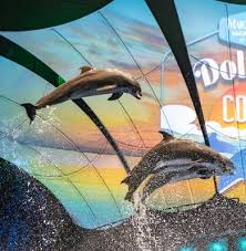 Image result for Dolphina Gc
