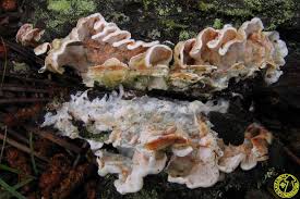 Attēlu rezultāti vaicājumam “Skeletocutis amorpha”