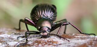 Attēlu rezultāti vaicājumam “Tenebrionidae”