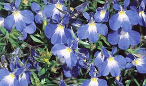 Image result for Männertreu