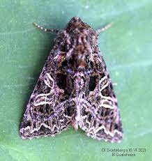 Attēlu rezultāti vaicājumam “Hadena rivularis”