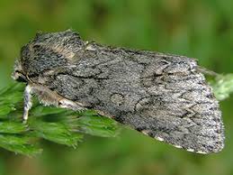 Attēlu rezultāti vaicājumam “Acronicta aceris larva”