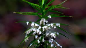 Attēlu rezultāti vaicājumam “Cribraria rubiginosa spores”