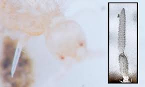 Attēlu rezultāti vaicājumam “Heteromurus nitidus”