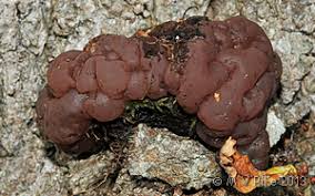 Attēlu rezultāti vaicājumam “Ascotremella faginea”