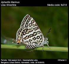 Attēlu rezultāti vaicājumam “Theclinae”