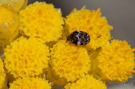 Attēlu rezultāti vaicājumam “Anthrenus sp.”