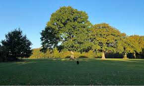 Image result for Beeches Martial Arts