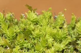 Attēlu rezultāti vaicājumam “Aulacomnium androgynum”