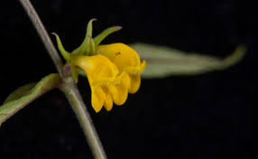 Attēlu rezultāti vaicājumam “Melampyrum sylvaticum”