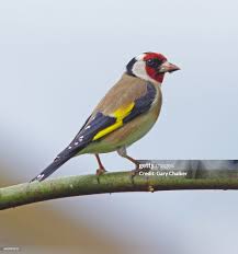 Attēlu rezultāti vaicājumam “Carduelis carduelis”