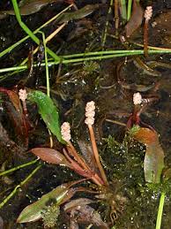 Attēlu rezultāti vaicājumam “Potamogeton gramineus”