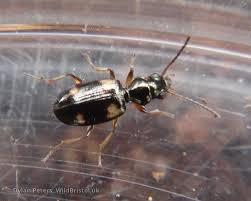 Attēlu rezultāti vaicājumam “Bembidion quadrimaculatum”