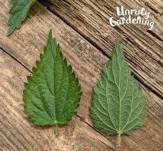 Attēlu rezultāti vaicājumam “Urtica dioica leaf”