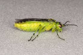 Attēlu rezultāti vaicājumam “Rhogogaster viridis”